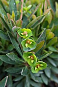 EUPHORBIA MARTINII TINY TIM