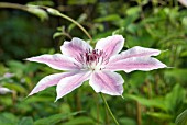 CLEMATIS LINCOLN STAR