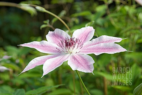 CLEMATIS_LINCOLN_STAR