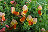 CYTISUS KILLINEY SALMON (BROOM)