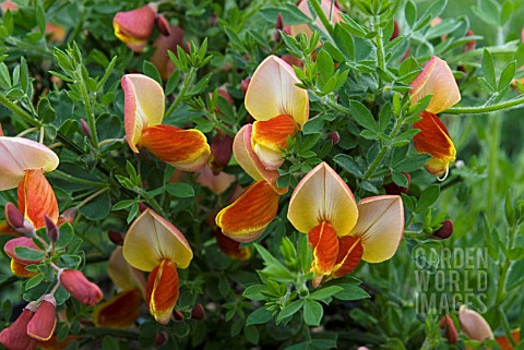 CYTISUS_KILLINEY_SALMON_BROOM