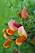 CYTISUS KILLINEY SALMON (BROOM)