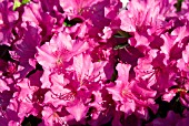 AZALEA JAPONICA DIAMANT PURPLE