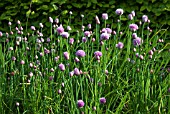 ALLIUM SCHOENOPRASUM (CHIVES)