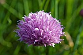 ALLIUM SCHOENOPRASUM (CHIVES)