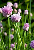 ALLIUM SCHOENOPRASUM (CHIVES)