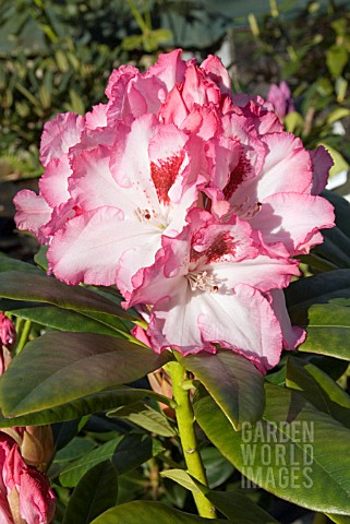RHODODENDRON_HACHMANNS_CHARMANT
