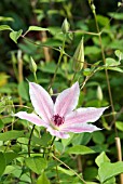 CLEMATIS LINCOLN STAR