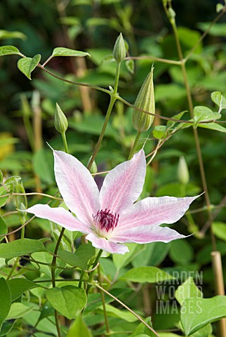 CLEMATIS_LINCOLN_STAR