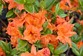 AZALEA GINGER