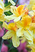 AZALEA GOLDEN FLARE