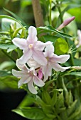 JASMINUM STEPHANENSE