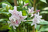 JASMINUM x STEPHANENSE, (STEPHEN JASMINE)