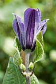 CLEMATIS FUKUZONO