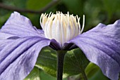 CLEMATIS FUKUZONO