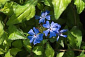 CERATOSTIGMA WILLMOTTIANUM FOREST BLUE