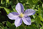 CLEMATIS BLUE EYES