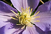 CLEMATIS BLUE EYES