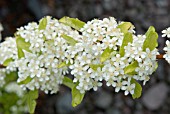 PYRACANTHA SAPHYR JAUNE (CADAUNE)