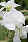 LATHYRUS LATIFOLIUS WHITE PEARL (EVERLASTING SWEETPEA)