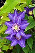 CLEMATIS MULTI BLUE