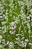 LAVANDULA ANGUSTIFOLIA ROSEA