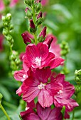 SIDALCEA WINE RED