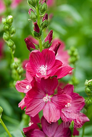 SIDALCEA_WINE_RED