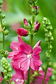 SIDALCEA WINE RED