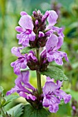 STACHYS MACRANTHA