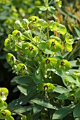 EUPHORBIA MARTINII TINY TIM (SPURGE)