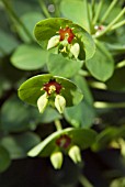 EUPHORBIA MARTINII TINY TIM (SPURGE)