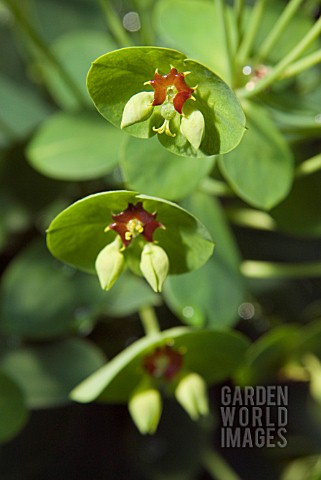 EUPHORBIA_MARTINII_TINY_TIM_SPURGE