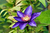 CLEMATIS MULTI BLUE