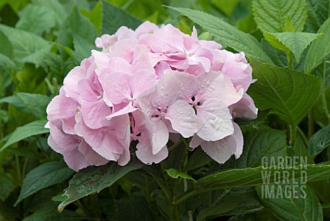 HYDRANGEA_MACROPHYLLA_LA_FRANCE