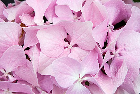 HYDRANGEA_MACROPHYLLA_LA_FRANCE