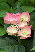 HYDRANGEA MACROPHYLLA TELLER PINK