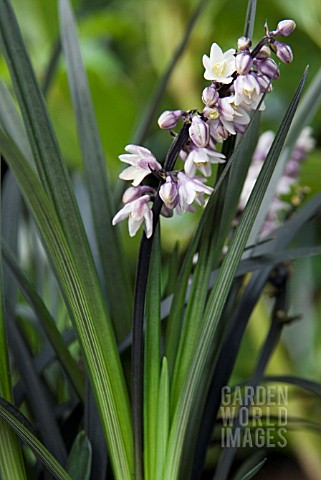 OPHIOPOGON_PLANISCAPUS_NIGRESCENS