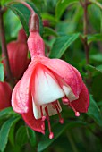 FUCHSIA LADY THUMB