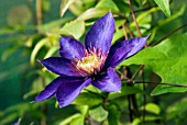 CLEMATIS MULTI BLUE