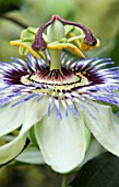 PASSIFLORA CAERULEA