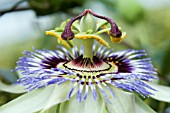 PASSIFLORA CAERULEA