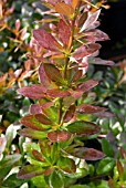 BERBERIS RED JEWEL