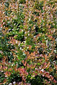 BERBERIS RED JEWEL