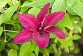 CLEMATIS RUUTEL