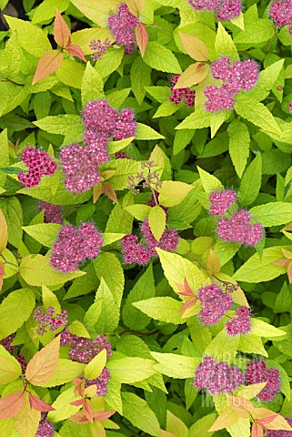 SPIRAEA_JAPONICA_GOLD_FLAME