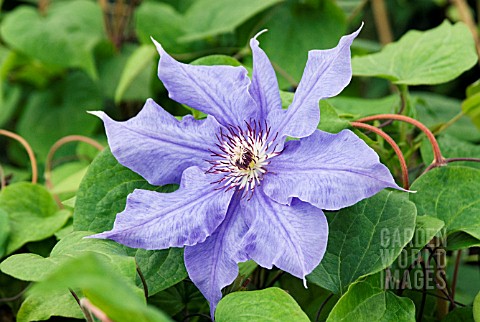 CLEMATIS_LORD_NEVILLE