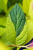 SPIRAEA JAPONICA GOLD FLAME