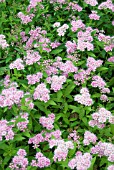 SPIRAEA JAPONICA LITTLE PRINCESS