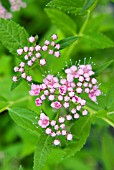 SPIRAEA JAPONICA LITTLE PRINCESS